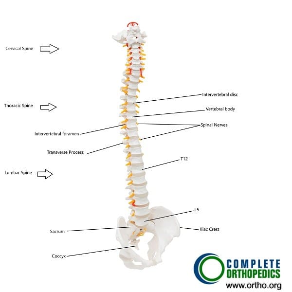 Anatomía de la columna vertebral humana[
