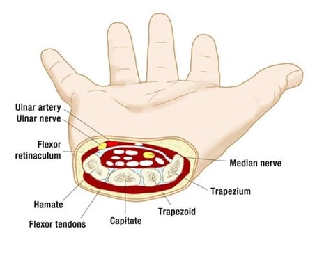 Structure of the Carpal Tunnel