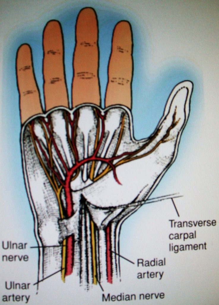 Parts of the hand