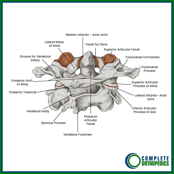 El Atlas (hueso superior en la columna cervical) ilustrado